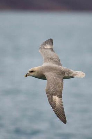 Cover of Northern Fulmar in Flight Journal