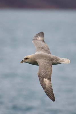 Book cover for Northern Fulmar in Flight Journal