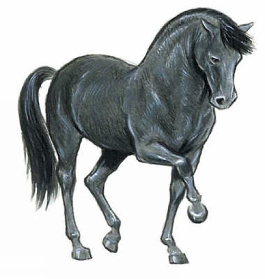 Cover of Favorite Horse Stickers