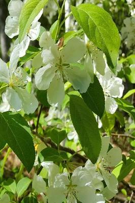 Cover of Flowering Trees Journal Springtime