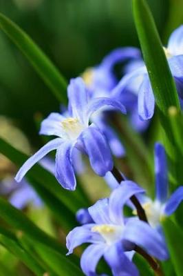 Book cover for Star Hyacinth Flowers in the Spring Journal