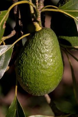 Book cover for This Avocado is Guacamole Bound Journal