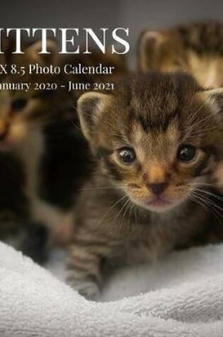Cover of Kittens 8.5 X 8.5 Photo Calendar January 2020 - June 2021