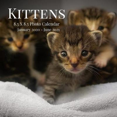 Cover of Kittens 8.5 X 8.5 Photo Calendar January 2020 - June 2021