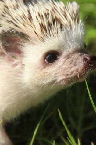 Cover of Curious African Dwarf Hedgehog Portrait Animal Journal