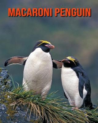 Book cover for Macaroni Penguin