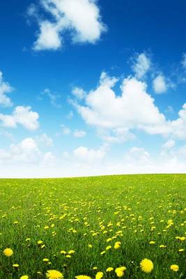 Book cover for A Spring Flowers and a Perfect Sky