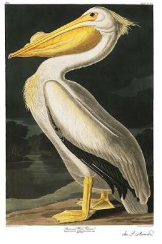 Cover of American White Pelican