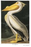 Book cover for American White Pelican