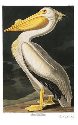 Book cover for American White Pelican