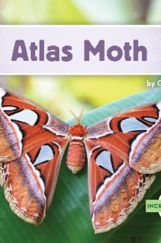 Cover of Incredible Insects: Atlas Moth