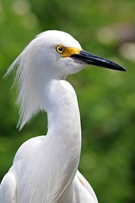 Book cover for Portrait of a Snowy Egret Journal