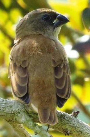 Cover of Ashy Crowned Sparrow Lark Bird Journal