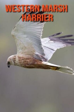 Cover of Western Marsh Harrier