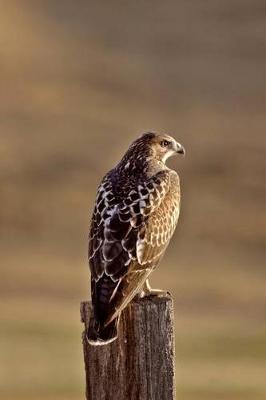 Book cover for Swainson's Hawk Journal