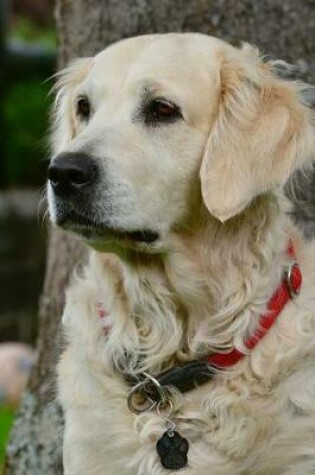 Cover of Golden Retriever Dog with a Red Collar Journal