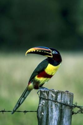 Book cover for Black-necked Aracari Journal