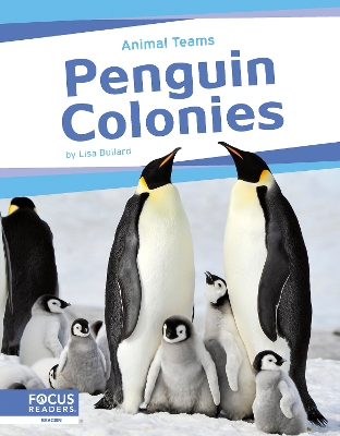 Book cover for Animal Teams: Penguin Colonies