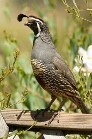 Cover of California Quail Journal