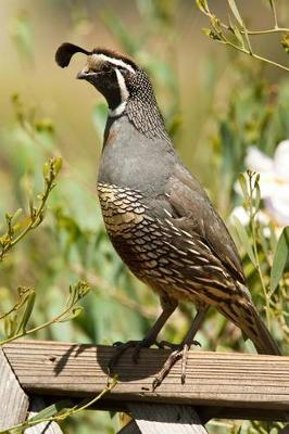 Book cover for California Quail Journal