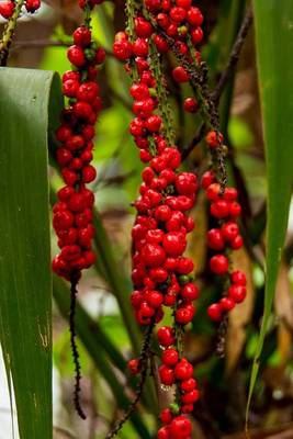 Book cover for Red Fruited Palm Lily Plant Journal