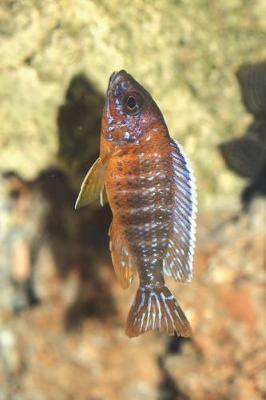 Book cover for Aulonocara Jacobfreibergi Africa Cichlid Journal