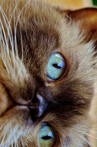 Cover of Beautiful Blue Eyes of a British Shorthair Cat Journal