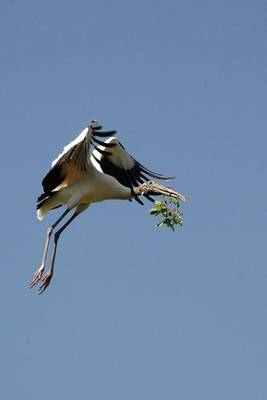 Book cover for Wood Stork in Flight Bird Journal