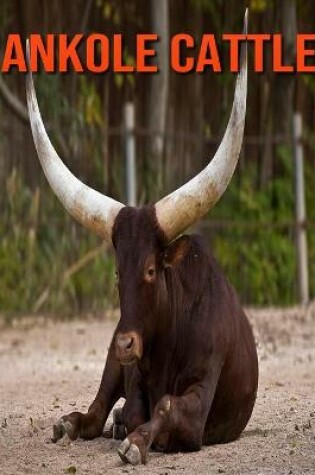 Cover of Ankole Cattle