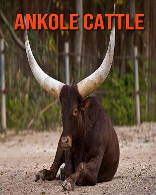 Book cover for Ankole Cattle