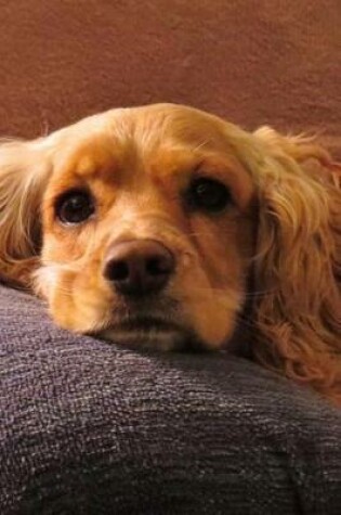 Cover of Sweet Blonde Cocker Spaniel Dog is Looking at You Pet Journal