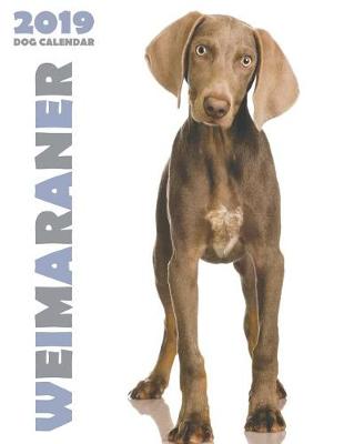 Book cover for Weimaraner 2019 Dog Calendar