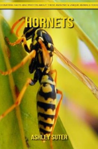 Cover of Hornets