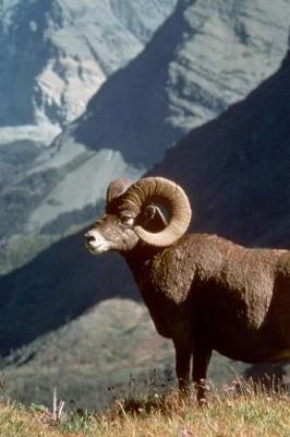 Book cover for Bighorn Sheep Standing Tall in Glacier National Park, Montana Journal