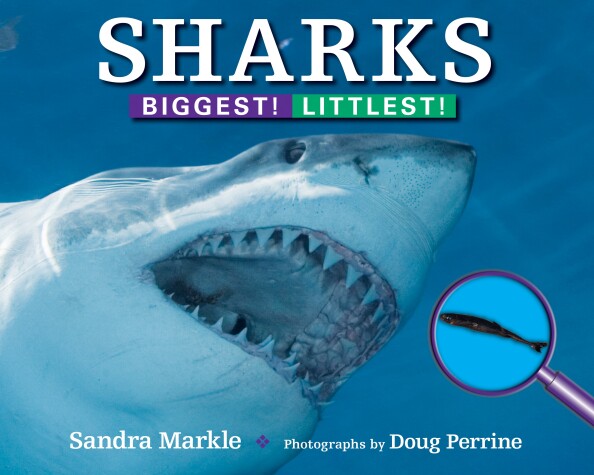 Cover of Sharks: Biggest! Littlest!