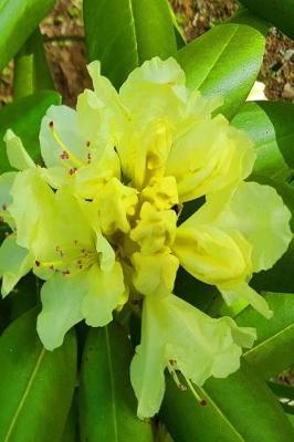 Cover of Journal Yellow Rhododendron Flowers