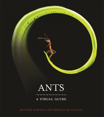 Book cover for Ants