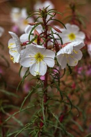 Cover of Pale Evening Primrose (Oenothera Pallida) Flower