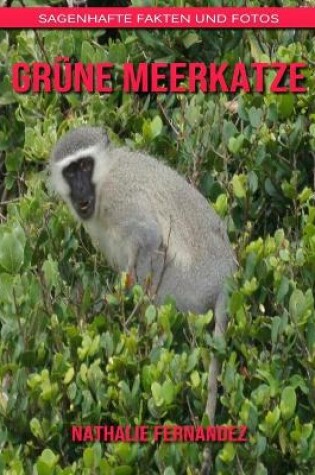 Cover of Grüne Meerkatze