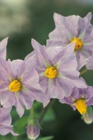 Cover of Blooming Potato Plant Flowers Journal