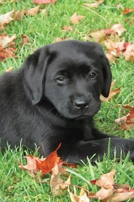 Cover of Black Lab Puppy Planner