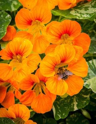 Book cover for Nasturtium Gardening Journal