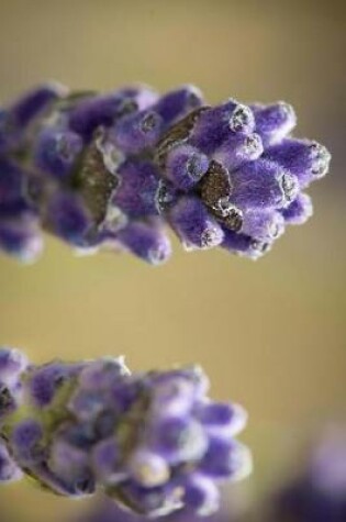 Cover of Two Stalks of Lavender Flowers Journal