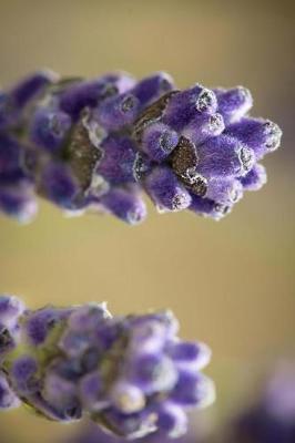 Book cover for Two Stalks of Lavender Flowers Journal