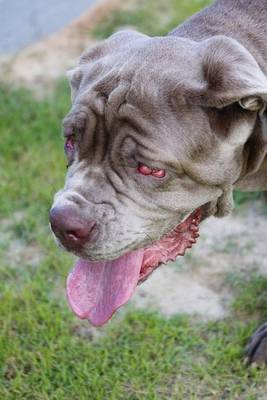 Book cover for Gray Neopolitan Mastiff Dog Journal