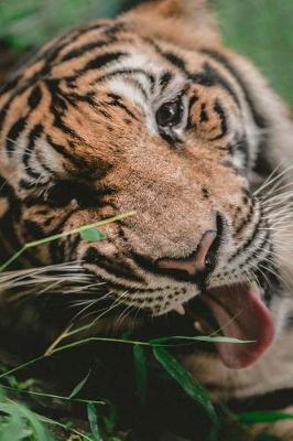 Book cover for Regal Tiger Chomping Grass