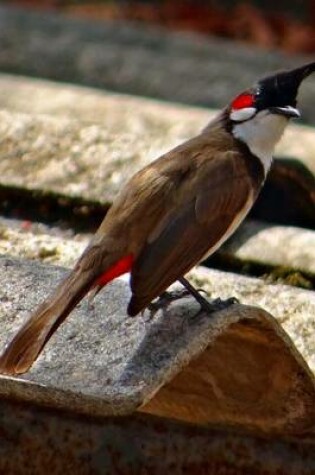 Cover of Red Whiskered Bulbul, Birds of the World