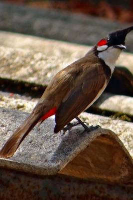 Book cover for Red Whiskered Bulbul, Birds of the World