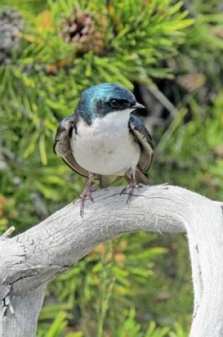 Cover of Beautiful Tree Swallow on a Branch, Birds of the World