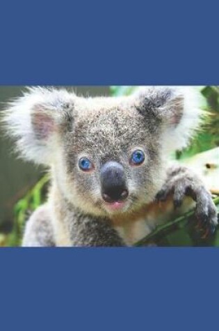 Cover of Koala